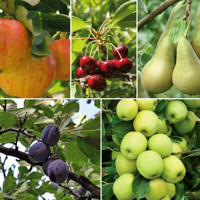 Thompson & Morgan Potted Mini Fruit Tree Collection, Apple, Pear, Cherry, Plum Ideal for Small Gar Thompson & Morgan Potted Mini Fruit Tree Collection, Apple, Pear, Cherry, Plum Ideal for Small Gar