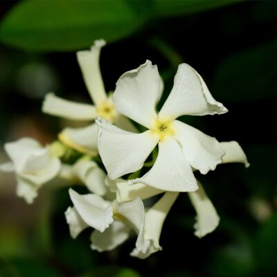 Thompson & Morgan Star Jasmine Evergreen Climbing Garden Outdoor Plant for Trellis, Fences & Obeli Thompson & Morgan Star Jasmine Evergreen Climbing Garden Outdoor Plant for Trellis, Fences & Obeli