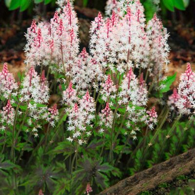 GardenersDream Tiarella Angel Wings Foam Flower Deciduous Perennial Outdoor Garden Shrub (20-30 GardenersDream Tiarella Angel Wings Foam Flower Deciduous Perennial Outdoor Garden Shrub (20-30