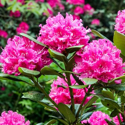 GardenersDream Rhododendron Rocket Plant - Outdoor Garden Ready Flowering Shrub GardenersDream Rhododendron Rocket Plant - Outdoor Garden Ready Flowering Shrub