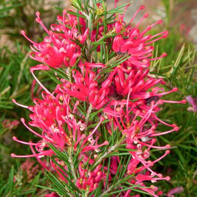 GardenersDream Grevillea Canberra Gem - Spider Flower Evergreen Potted Garden Shrub for Sale GardenersDream Grevillea Canberra Gem - Spider Flower Evergreen Potted Garden Shrub for Sale