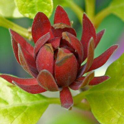 Thompson & Morgan Sweetshrub Calycanthus Floridus Plants Hardy Outdoor Garden Shrubs Red Flowers E Thompson & Morgan Sweetshrub Calycanthus Floridus Plants Hardy Outdoor Garden Shrubs Red Flowers E