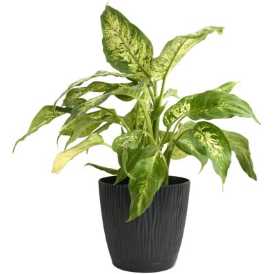 Prosperplast (Anthracite, D14.9cm H13.9cm) Flower Pot Planter Round Plastic Wave Textured Flo Prosperplast (Anthracite, D14.9cm H13.9cm) Flower Pot Planter Round Plastic Wave Textured Flo