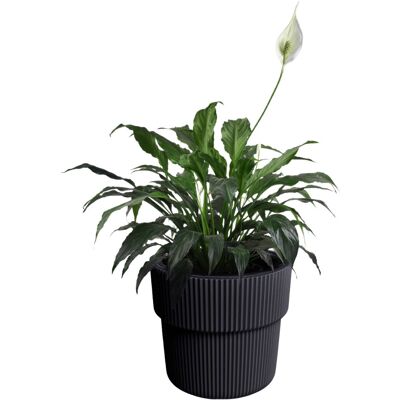 Prosperplast (Anthracite, W29.9cm x H28.5cm) Flower Pot Planter Flowerpot Textured with Inser Prosperplast (Anthracite, W29.9cm x H28.5cm) Flower Pot Planter Flowerpot Textured with Inser