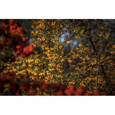 DirectPlants Cotoneaster Rothschildianus Evergreen Yellow Berry Tree 5-6ft Tall By Direct P DirectPlants Cotoneaster Rothschildianus Evergreen Yellow Berry Tree 5-6ft Tall By Direct P