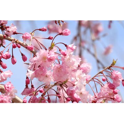 DirectPlants Prunus Kiku Shidare Sakura Cheals Weeping Japanese Flowering Cherry Tree 5-6ft I DirectPlants Prunus Kiku Shidare Sakura Cheals Weeping Japanese Flowering Cherry Tree 5-6ft I