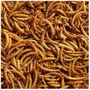 Pet Ting Premium Dried Mealworms, 5 Litre – Protein-Rich Bird Food for Garden Bi Pet Ting Premium Dried Mealworms, 5 Litre – Protein-Rich Bird Food for Garden Bi