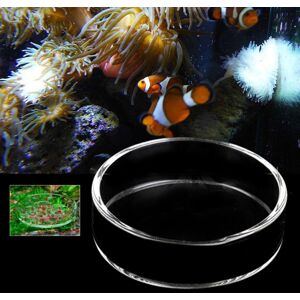 GreenZech (6cm) Clear Aquarium Fish Tank Glass Shrimp Feeding Food Dish Feeder Tray Fish F GreenZech (6cm) Clear Aquarium Fish Tank Glass Shrimp Feeding Food Dish Feeder Tray Fish F