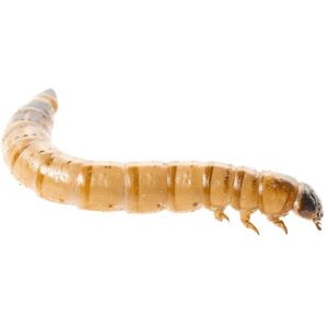 (BULK 500g) Swell Reptiles Livefood Morio Mealworms Bulk Pack (BULK 500g) Swell Reptiles Livefood Morio Mealworms Bulk Pack