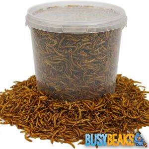 BusyBeaks Dried Mealworms - High Quality Wild Bird Food Treats For Garden Birds BusyBeaks Dried Mealworms - High Quality Wild Bird Food Treats For Garden Birds