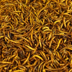 Gardeners Dream GardenersDream Dried Mealworms (1000g) Gardeners Dream GardenersDream Dried Mealworms (1000g)