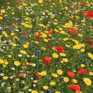 Gardeners Dream 100% Wildflower Seeds - Bees & Butterfly Mix 500g Gardeners Dream 100% Wildflower Seeds - Bees & Butterfly Mix 500g