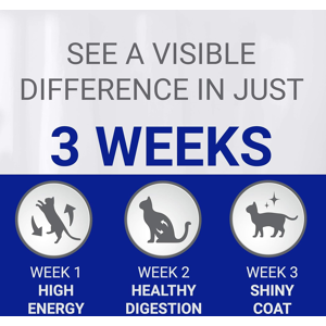 Purina ONE Adult Dry Cat Food Rich in Salmon 800g, Pack of 4 Purina ONE Adult Dry Cat Food Rich in Salmon 800g, Pack of 4