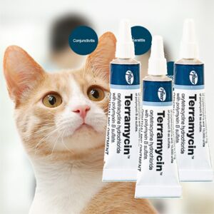 Unbranded 3PC Pet Eye Health Ointment for Dogs, Cats, Cattle, Sheep, Horses, Birds & Puppi Unbranded 3PC Pet Eye Health Ointment for Dogs, Cats, Cattle, Sheep, Horses, Birds & Puppi