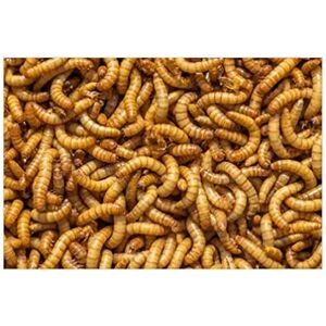 Livefood UK Live Mealworms Regular 1 bag of 500g Livefood UK Live Mealworms Regular 1 bag of 500g