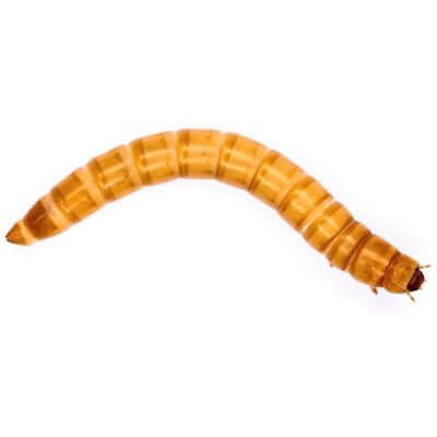 (BULK 500g) Swell Reptiles Livefood Mealworms Bulk-Pack (BULK 500g) Swell Reptiles Livefood Mealworms Bulk-Pack
