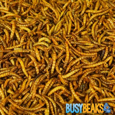 BusyBeaks - Dried Mealworms - Garden Birds - Bird Food BusyBeaks - Dried Mealworms - Garden Birds - Bird Food