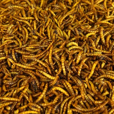 Gardeners Dream GardenersDream Dried Mealworms (1000g) Gardeners Dream GardenersDream Dried Mealworms (1000g)