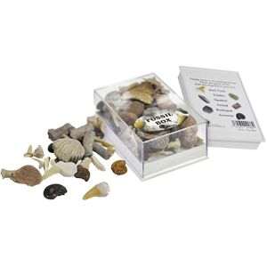 British Fossils Collection Box of Small Fossils British Fossils Collection Box of Small Fossils