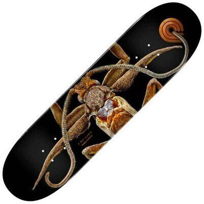 POWELL SKATEBOARDS - PWDK0385 - 8.25 x 31.95 POWELL SKATEBOARDS - PWDK0385 - 8.25 x 31.95