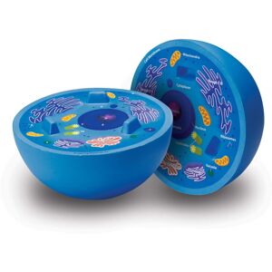 Learning Resources Cross-Section Animal Cell Model Soft Foam Early B Learning Resources Cross-Section Animal Cell Model Soft Foam Early B