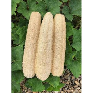 YOHOU Natural Bath Loofahs Sponges Large Organic Luffa Shower Sponges (3 Pack) YOHOU Natural Bath Loofahs Sponges Large Organic Luffa Shower Sponges (3 Pack)
