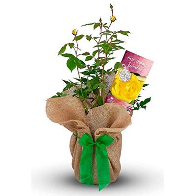 Carbeth Plants Happy Birthday Rose Bush Gift Wrapped Yellow Hybrid Tea Carbeth Plants Happy Birthday Rose Bush Gift Wrapped Yellow Hybrid Tea