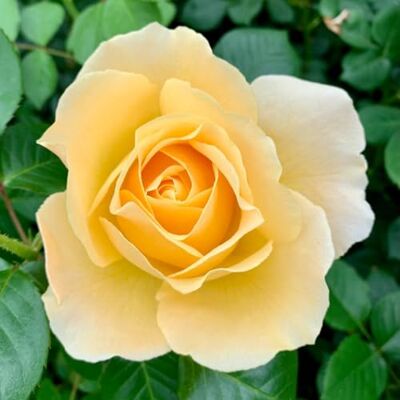 YouGarden Harkness Roses Sarah's Rose, 1 x 3-4 Litre Pot, Gift Wrapped, Yellow Flowering Floribunda Bush Rose YouGarden Harkness Roses Sarah's Rose, 1 x 3-4 Litre Pot, Gift Wrapped, Yellow Flowering Floribunda Bush Rose
