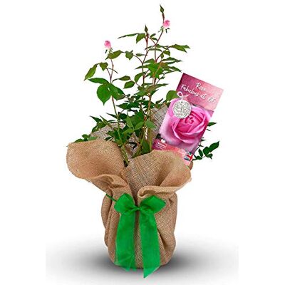 Carbeth Plants Rose Bush 'Fantastic at 66' Gift Wrapped Gorgeous Gift for A Loved Ones Birthday Happy Birthday Rose Bush for The Garden Carbeth Plants Rose Bush 'Fantastic at 66' Gift Wrapped Gorgeous Gift for A Loved Ones Birthday Happy Birthday Rose Bush for The Garden