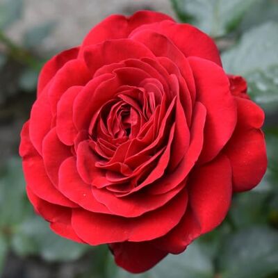 YouGarden Harkness Roses Steve's Rose, Supplied in 4 Litre Pot, Gift Wrapped, Ready to Plant YouGarden Harkness Roses Steve's Rose, Supplied in 4 Litre Pot, Gift Wrapped, Ready to Plant