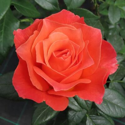 YouGarden Harkness Rose 'To Absent Friends', Established Bush Rose in 4L Pot, Ready to Plant, Summer to Autumn Flowering Gift Rose, Fragrant Flowers with Orange Petals YouGarden Harkness Rose 'To Absent Friends', Established Bush Rose in 4L Pot, Ready to Plant, Summer to Autumn Flowering Gift Rose, Fragrant Flowers with Orange Petals