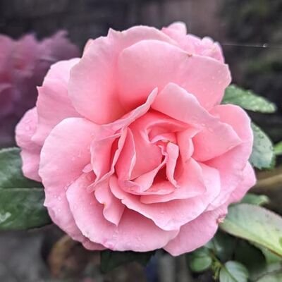 YouGarden Harkness 'Fab at 40' ® Birthday Rose, 4 Litre Pot, Gift Wrapped Soft Pink Celebration Roses, Ready to Plant Bush Rose, For Pots, Beds, and Garden Borders YouGarden Harkness 'Fab at 40' ® Birthday Rose, 4 Litre Pot, Gift Wrapped Soft Pink Celebration Roses, Ready to Plant Bush Rose, For Pots, Beds, and Garden Borders