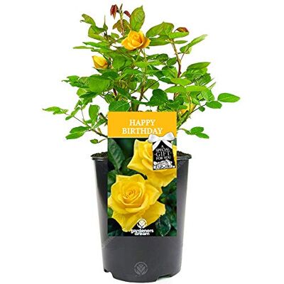 GardenersDream Happy Birthday Rose Celebrate Someone Special's Birthday with a Unique Living Plant Gift GardenersDream Happy Birthday Rose Celebrate Someone Special's Birthday with a Unique Living Plant Gift