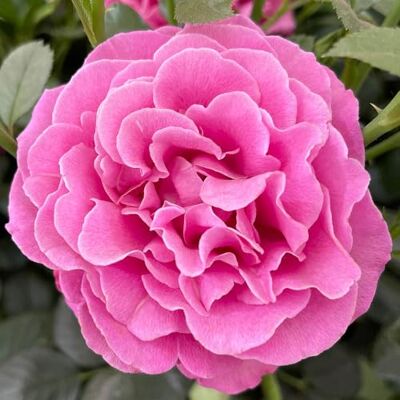 YouGarden Harkness Roses Gemma's Rose ® 4 Litre Pot, Gift Wrapped YouGarden Harkness Roses Gemma's Rose ® 4 Litre Pot, Gift Wrapped