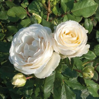 YouGarden Melissa's Rose, Creamy-White Rose Plant, 3-4 Litre Pot, Fragrant Garden Gift, Ready To Plant YouGarden Melissa's Rose, Creamy-White Rose Plant, 3-4 Litre Pot, Fragrant Garden Gift, Ready To Plant