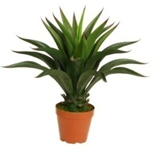 Botanik Yukka Artificial Tree Plant - Realistic - 60cm - Indoor/Outdoor Botanik Yukka Artificial Tree Plant - Realistic - 60cm - Indoor/Outdoor