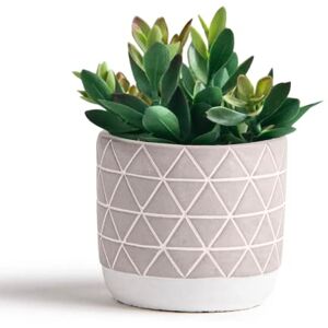 Kurrajong Farmhouse artificial plant 8" Fake plant for Desk decor Artificial succulent in pot Fake succulent Faux plant indoor Faux plant for Shelf Decor Kurrajong Farmhouse artificial plant 8" Fake plant for Desk decor Artificial succulent in pot Fake succulent Faux plant indoor Faux plant for Shelf Decor