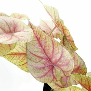 Botanik Artificial Office Plants Botanik Artificial Office Plants