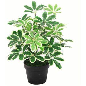 Botanik 55cm Variegated Artificial Umbrella Plant Botanik 55cm Variegated Artificial Umbrella Plant