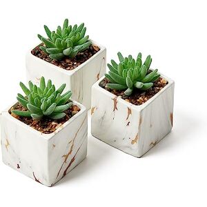 Nordik By Design Nordik Miniature Artificial Succulent Set of Four Geometric Round Black Pots Perfect for Bathroom, Bedroom Decor Aesthetic Ceramic Fake Plant for Office or Living Room Decor Ideal for Women Nordik By Design Nordik Miniature Artificial Succulent Set of Four Geometric Round Black Pots Perfect for Bathroom, Bedroom Decor Aesthetic Ceramic Fake Plant for Office or Living Room Decor Ideal for Women