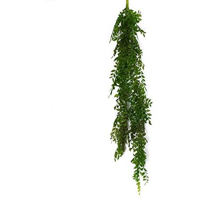 Leaf Design UK - String of Pearls Fern Plant - Dark Green Leaf Design UK - String of Pearls Fern Plant - Dark Green
