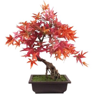 Leaf - Red Maple Bonsai - 50cm - Red - Bonsai Tree Leaf - Red Maple Bonsai - 50cm - Red - Bonsai Tree