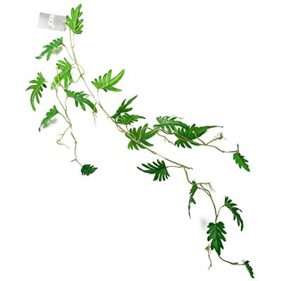 Plant Small Leaf - Hanging Trailing Philodendron - 100cm - Plant Plant Small Leaf - Hanging Trailing Philodendron - 100cm - Plant