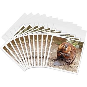 3dRose gc_4660_2 6 x 6-Inch "Beaver" Greeting Card (Pack of 12) 3dRose gc_4660_2 6 x 6-Inch "Beaver" Greeting Card (Pack of 12)