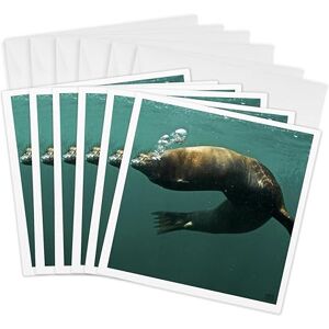 3dRose Galapagagos Sea Lion,Zalophus Wollebaeki,Punta Moreno Isabela Island Galapagos Greeting Cards, 6 by 6-inches, Set of 6 (gc_10137_1) 3dRose Galapagagos Sea Lion,Zalophus Wollebaeki,Punta Moreno Isabela Island Galapagos Greeting Cards, 6 by 6-inches, Set of 6 (gc_10137_1)