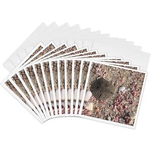 3dRose gc_164781_2 6 x 6-Inch "Photo of Sand Dollar and Shells, Beach in Oman, Photo x Rhonda Albom " Greeting Card (Set of 12) 3dRose gc_164781_2 6 x 6-Inch "Photo of Sand Dollar and Shells, Beach in Oman, Photo x Rhonda Albom " Greeting Card (Set of 12)