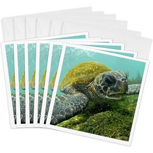 3dRose Pacific Green or Black Sea Turtle Feeding on Algae Punta Cormorant Floreana Island Galapagos Greeting Cards, 6 by 6-inches, Set of 6 (gc_10116_1) 3dRose Pacific Green or Black Sea Turtle Feeding on Algae Punta Cormorant Floreana Island Galapagos Greeting Cards, 6 by 6-inches, Set of 6 (gc_10116_1)
