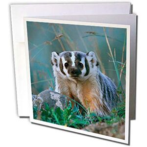 3dRose gc_259650_2 6 x 6-Inch "Badger, Taxidea Taxus, Montana, USA" Greeting Card (Set of 12) 3dRose gc_259650_2 6 x 6-Inch "Badger, Taxidea Taxus, Montana, USA" Greeting Card (Set of 12)