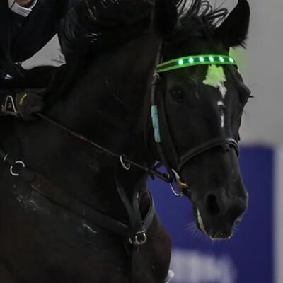 QQY Horse Headband LED Horse Breastplate Collar LED Strip Visibility Tack Horse Head Strap Bandage Strap for Night Horse Riding Equestrian Competition Event (Green) QQY Horse Headband LED Horse Breastplate Collar LED Strip Visibility Tack Horse Head Strap Bandage Strap for Night Horse Riding Equestrian Competition Event (Green)