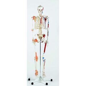 Performance Health Life Size Model Skeleton with Stand and Wheel Base, Teaching & Science Aid for Classroom, Clinic and Medical School Performance Health Life Size Model Skeleton with Stand and Wheel Base, Teaching & Science Aid for Classroom, Clinic and Medical School